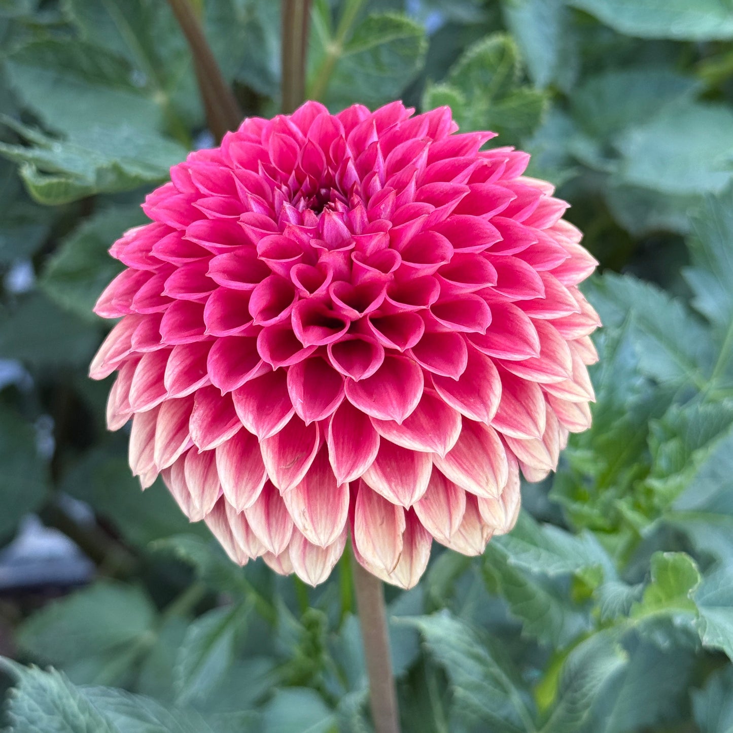 Blooming Hearts Italian Pacemaker