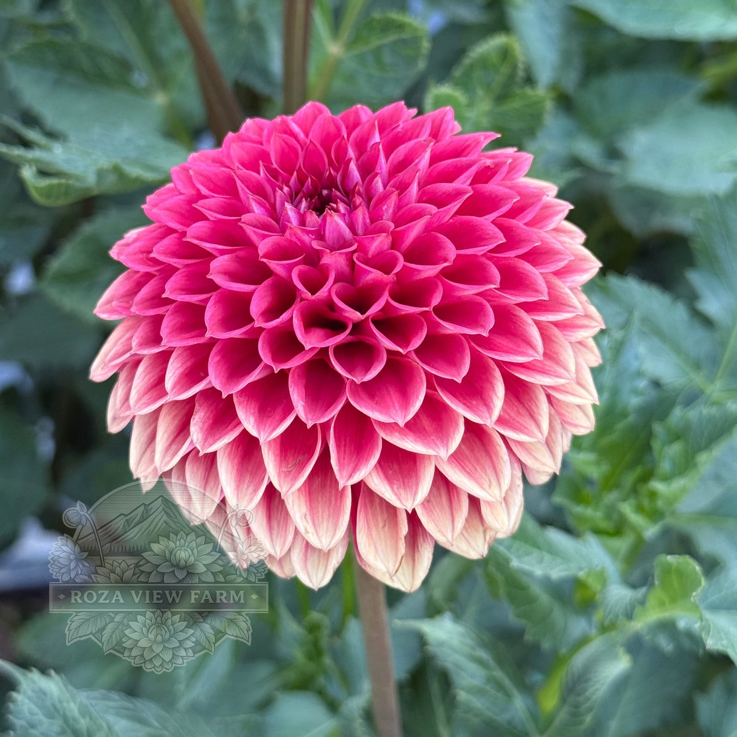 Blooming Hearts Italian Pacemaker