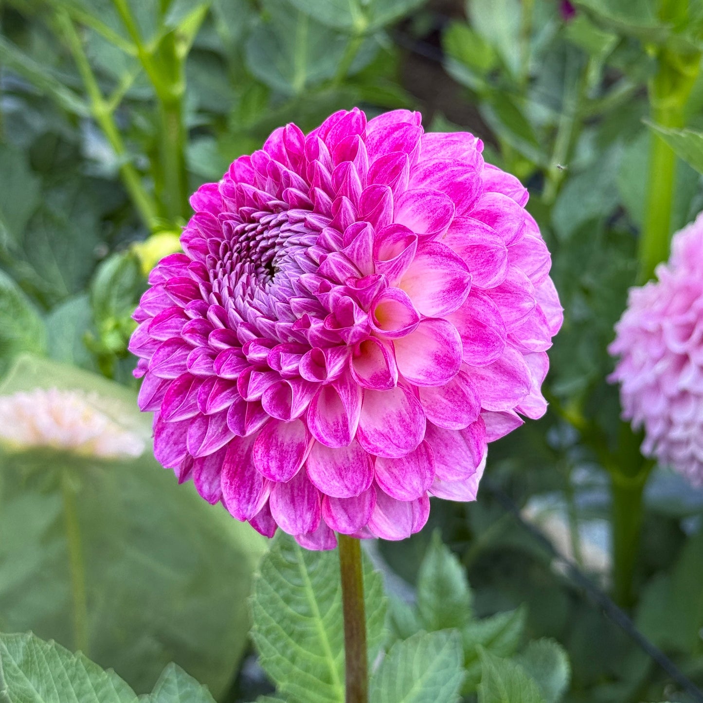 20th Ave Morning Mist