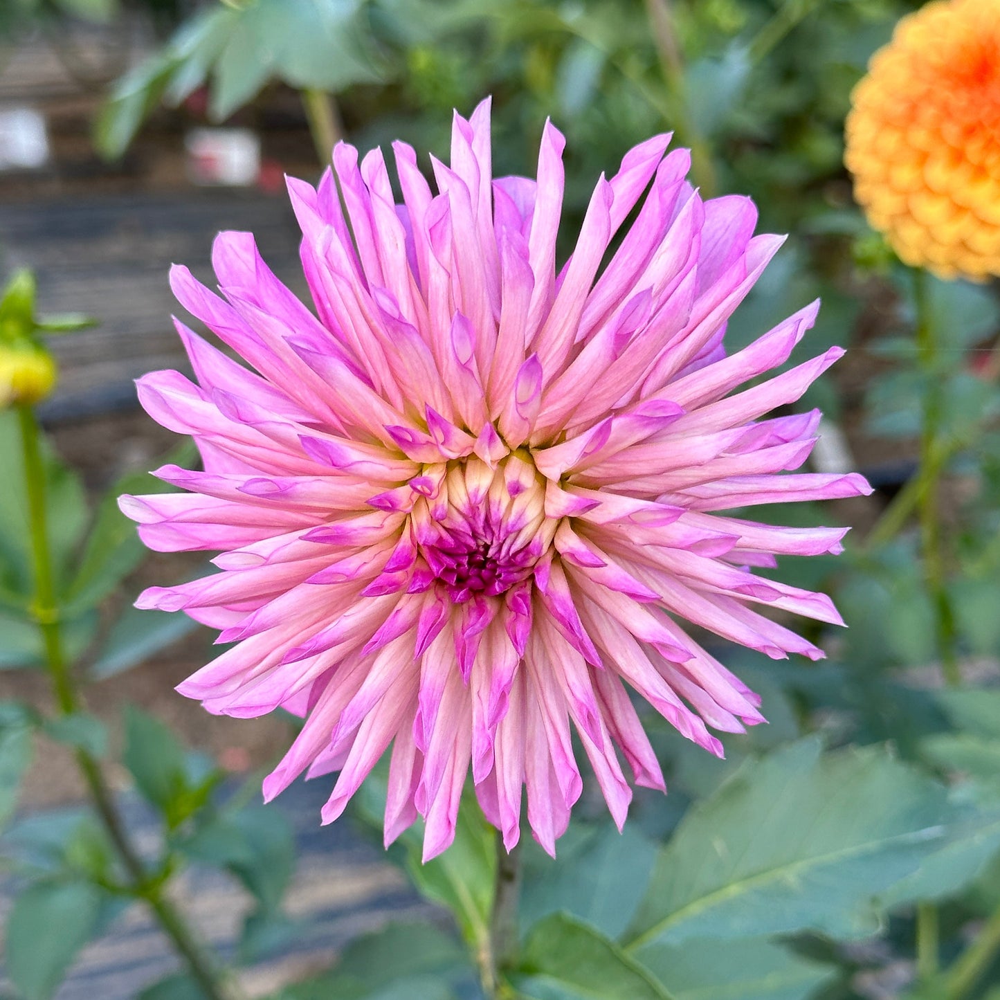 Bloomquist Pincushion