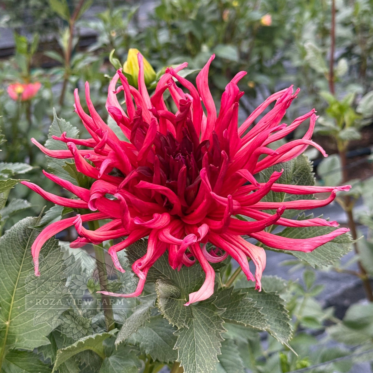 Wyn's Phoenix