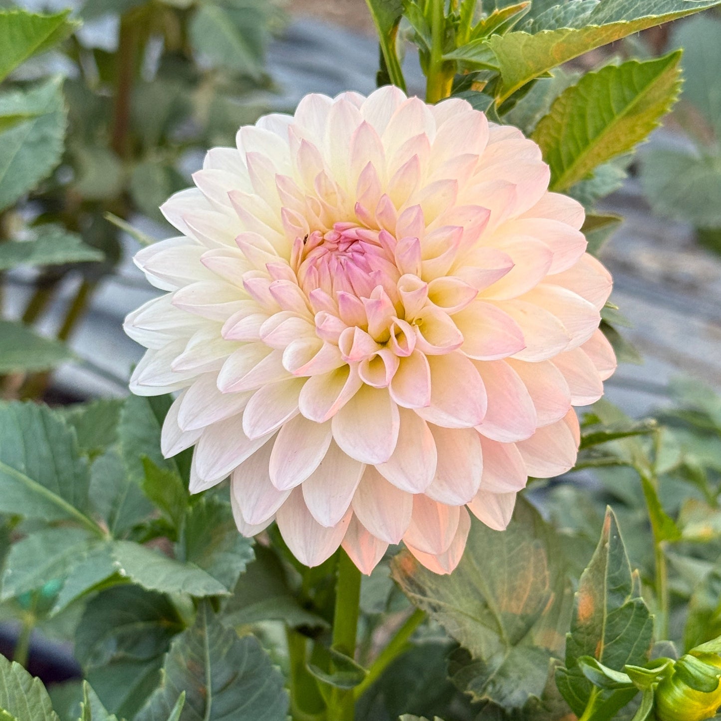 Tahoma Stellar Fellar