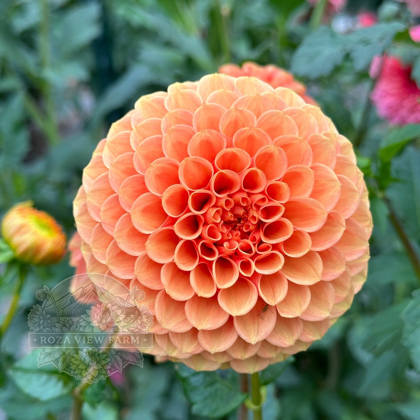 Caleb’s Orange Crush