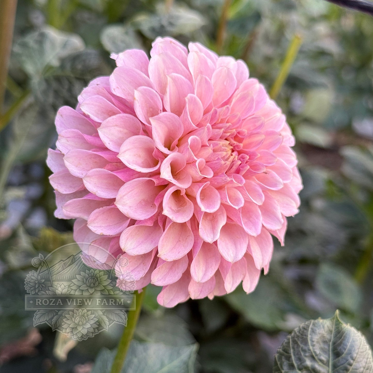 Bell's Caledonia