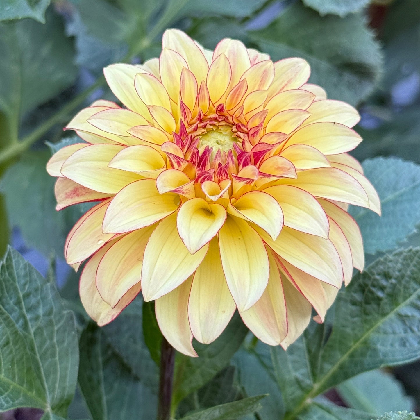 Verrone’s Taylor Swift