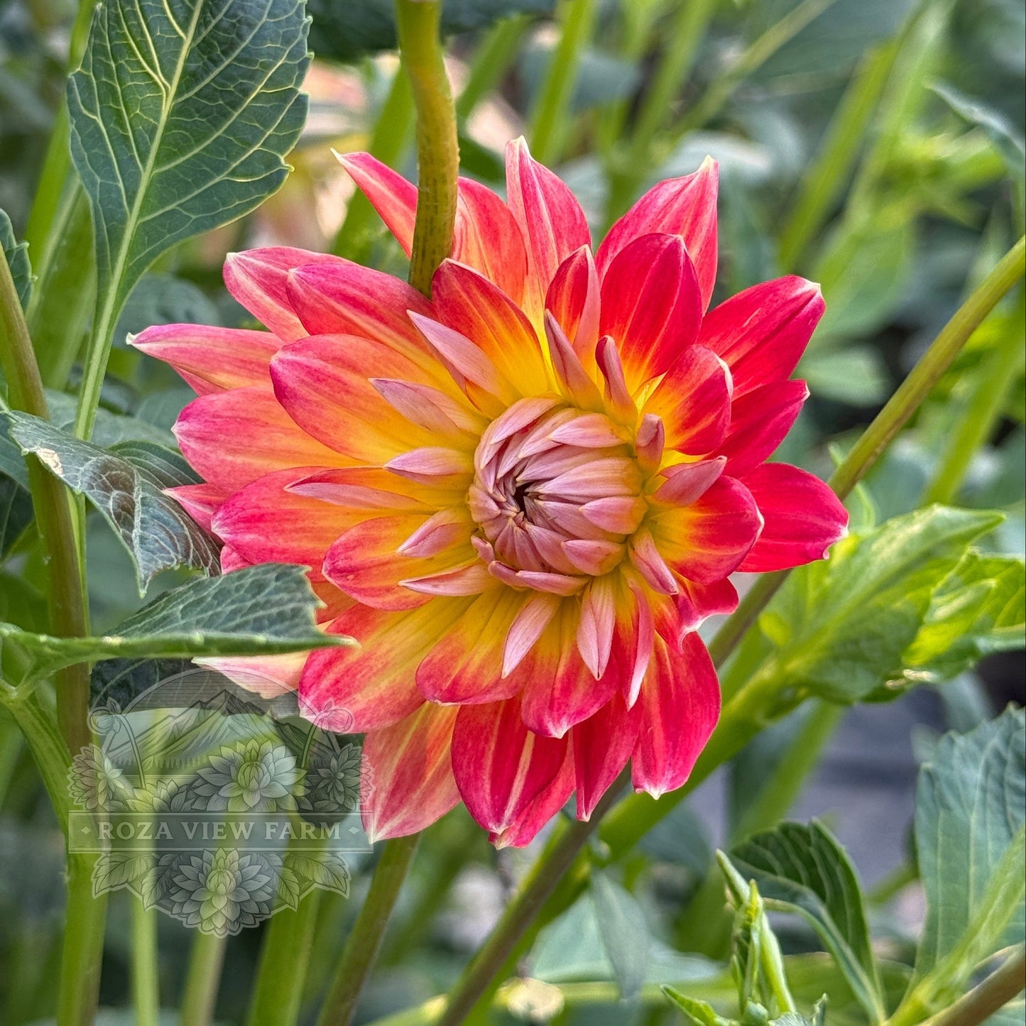 Bloom's Irene