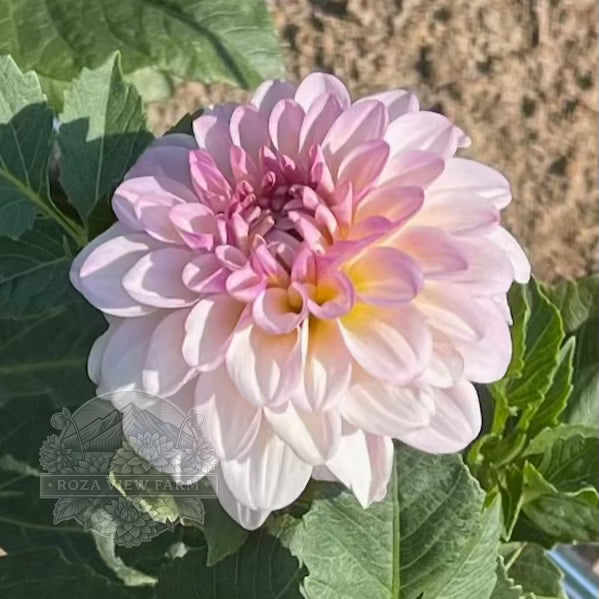 Arnside Rose