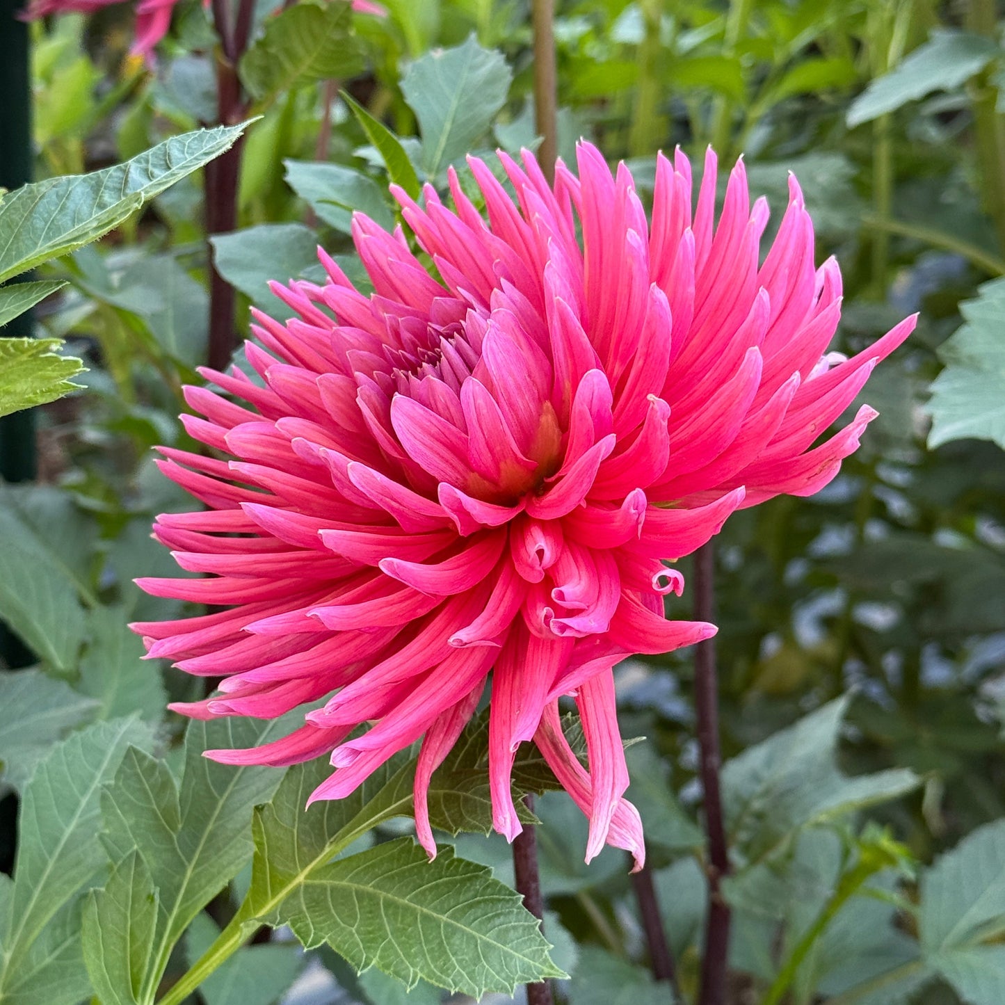 Allen’s Smoky Skies