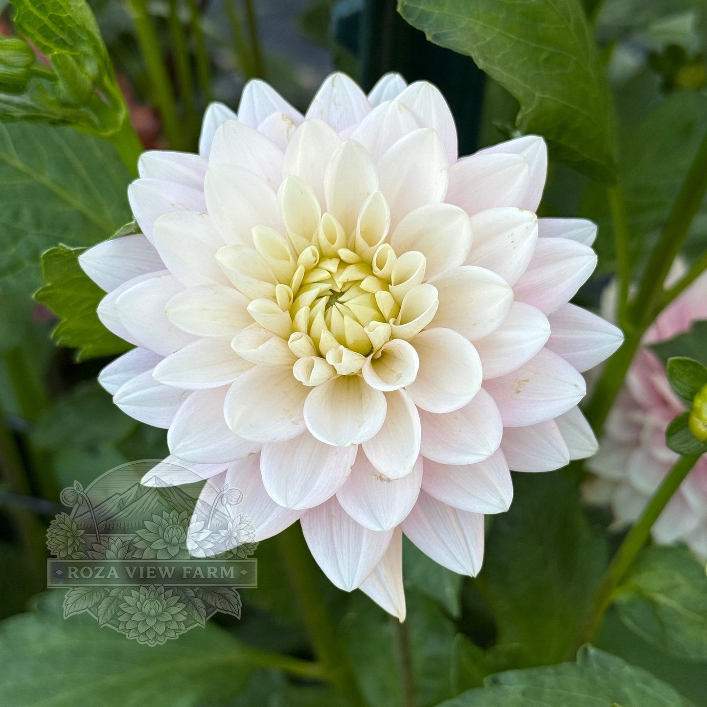 Dapex Pink Delight