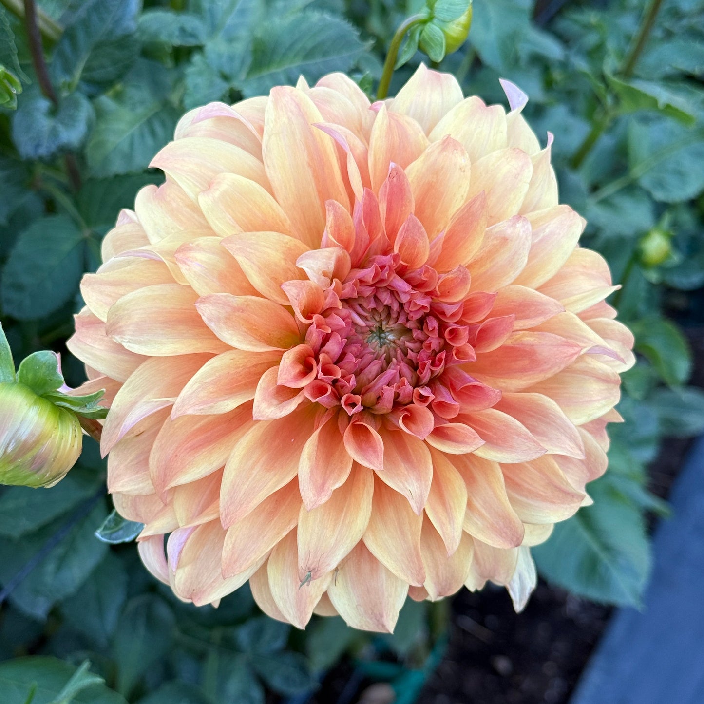 Wyn's Moonlight Sonata