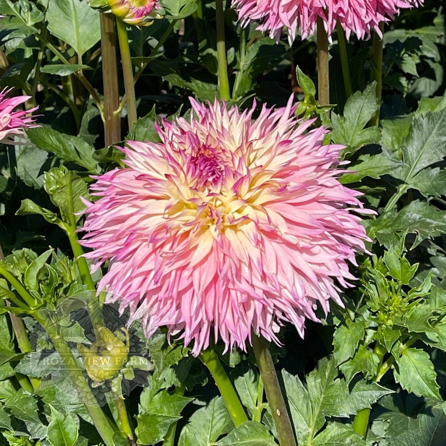 Pinelands Princess