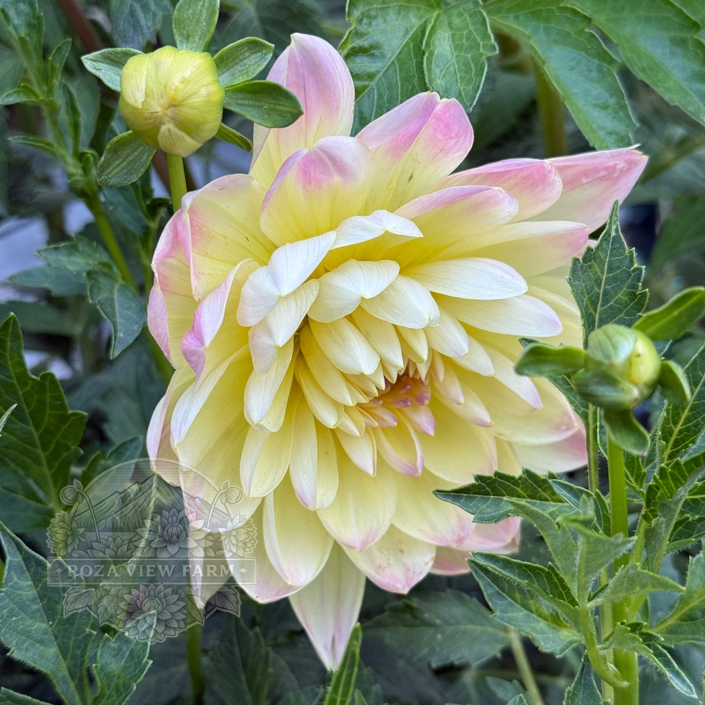 Araluen Rarity