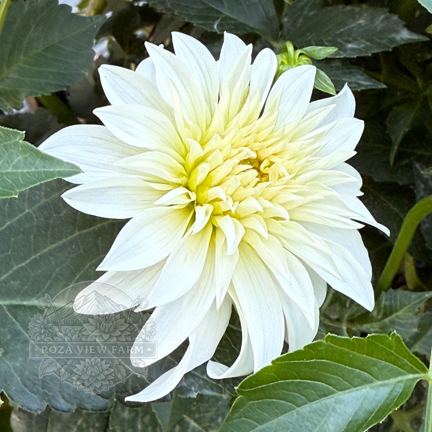 Edelweiss