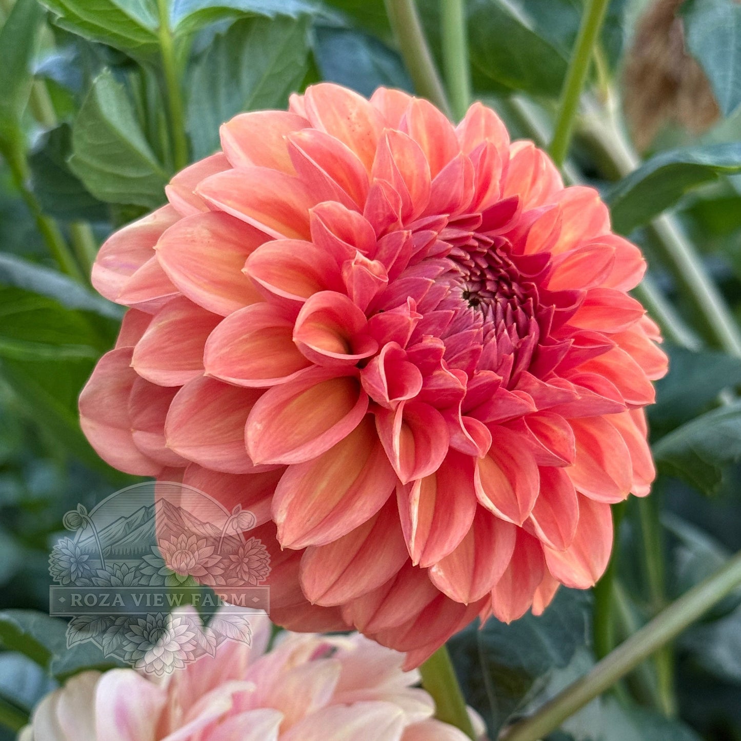 Ferncliff Apricot