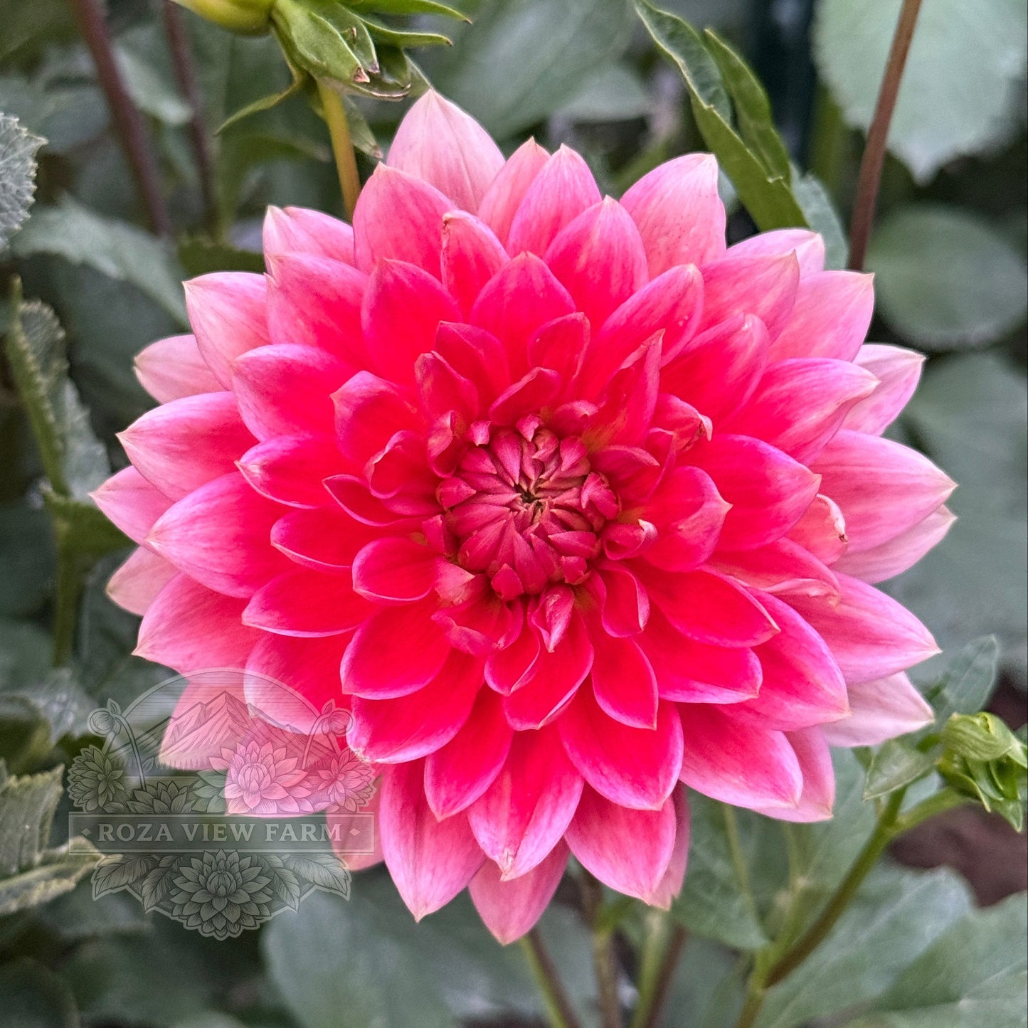 Coral Carol