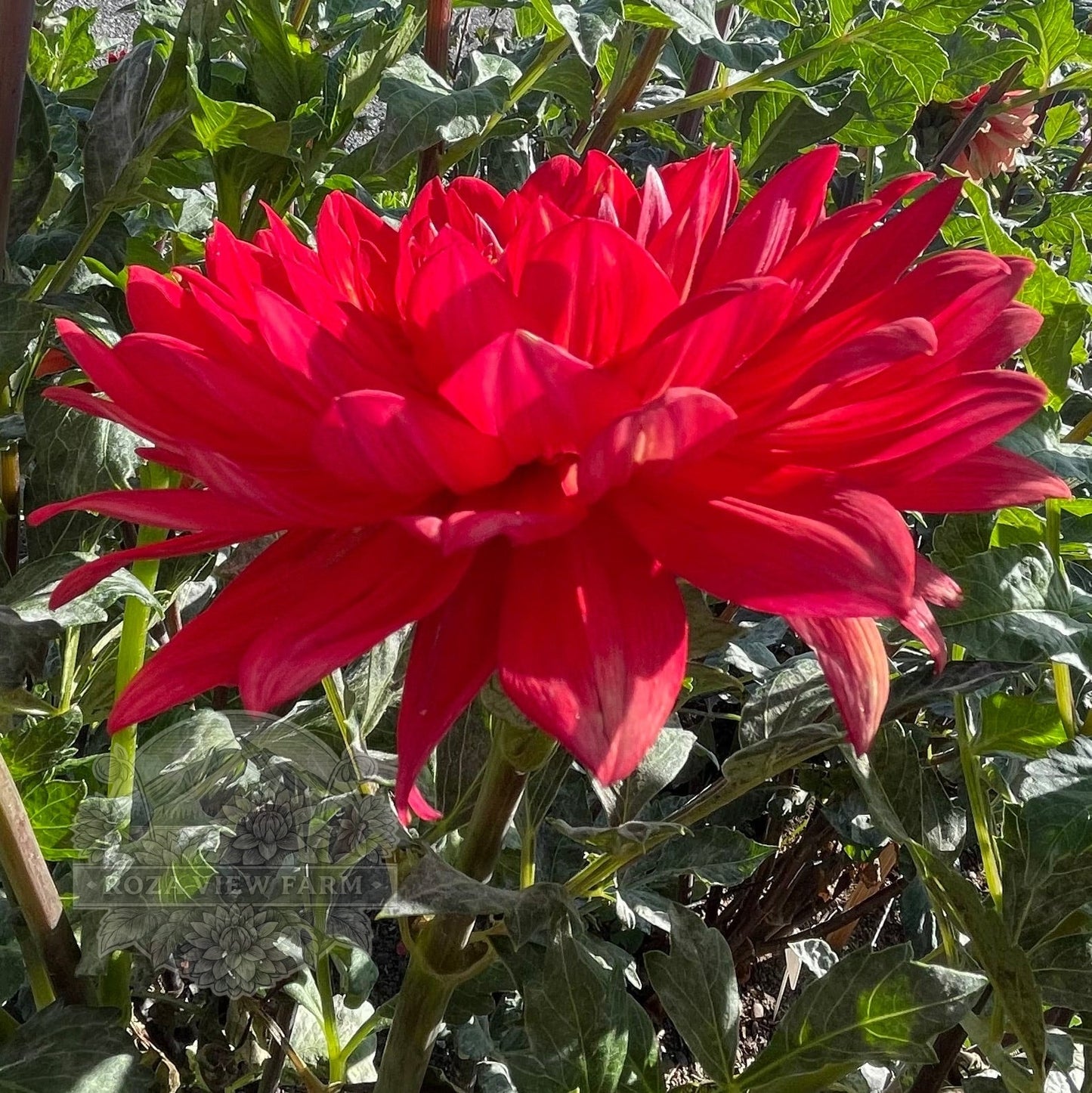 Taratahi Ruby