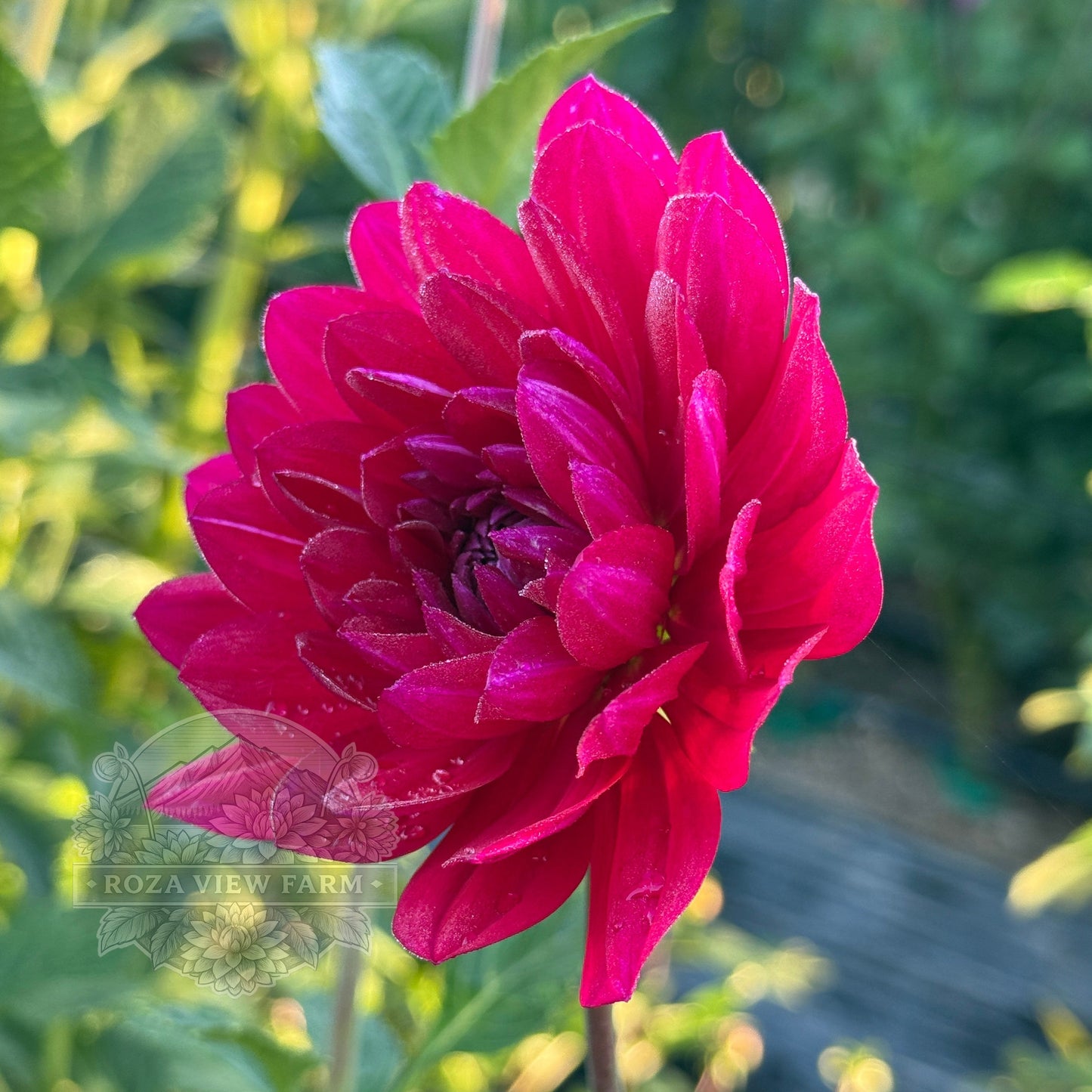 Sandia Claire
