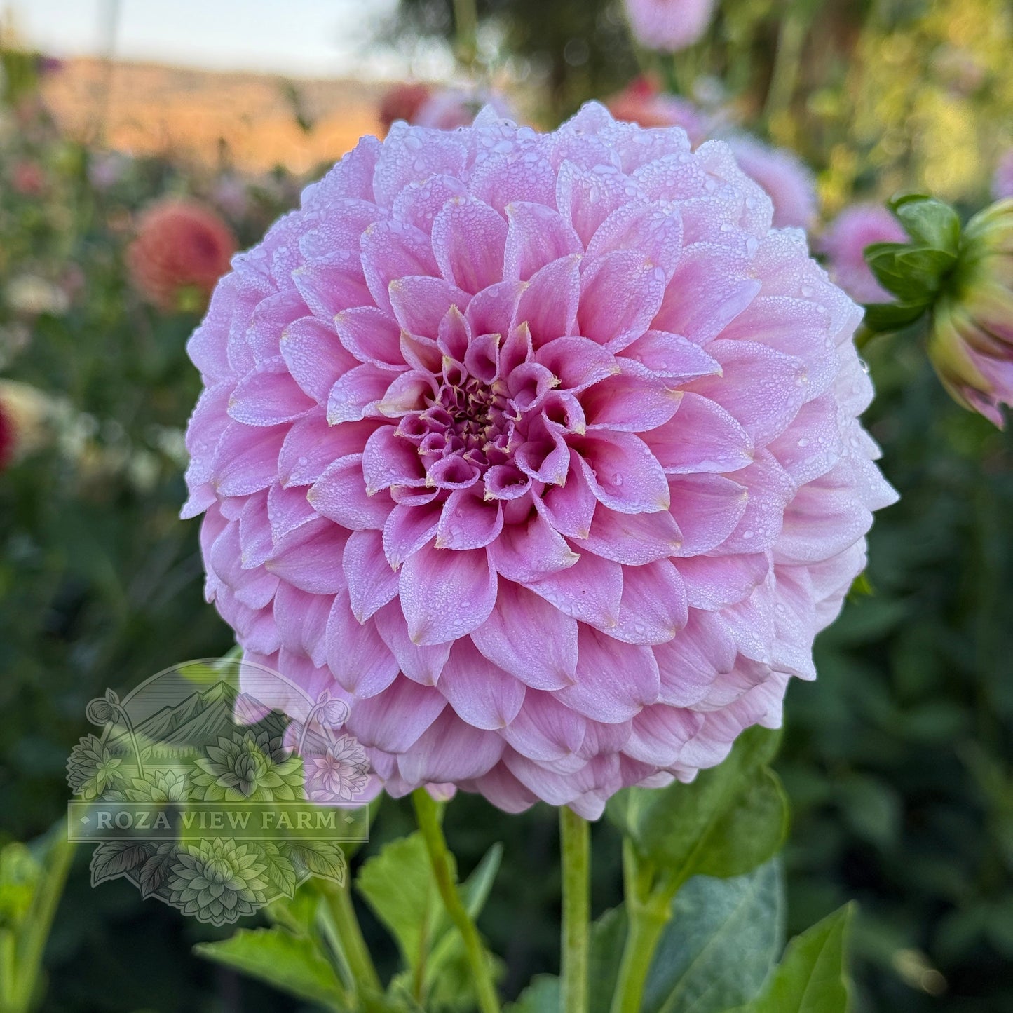 Araluen Leatrice