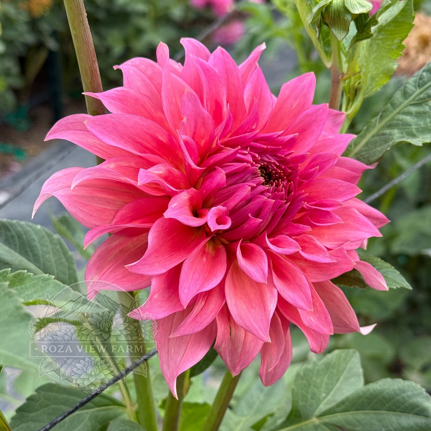 Wyn's Pink Pearl