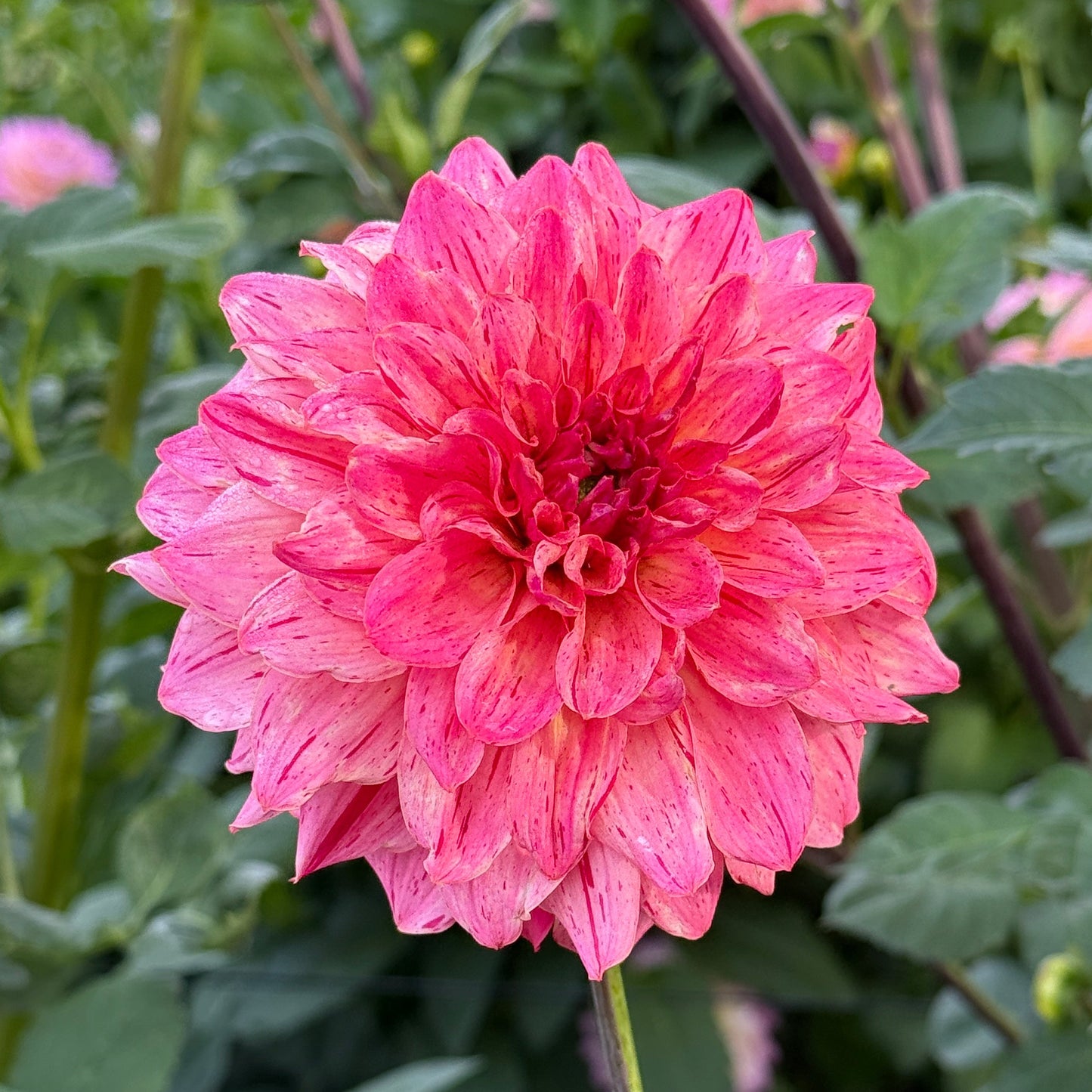 Van Isle Salish Sunset