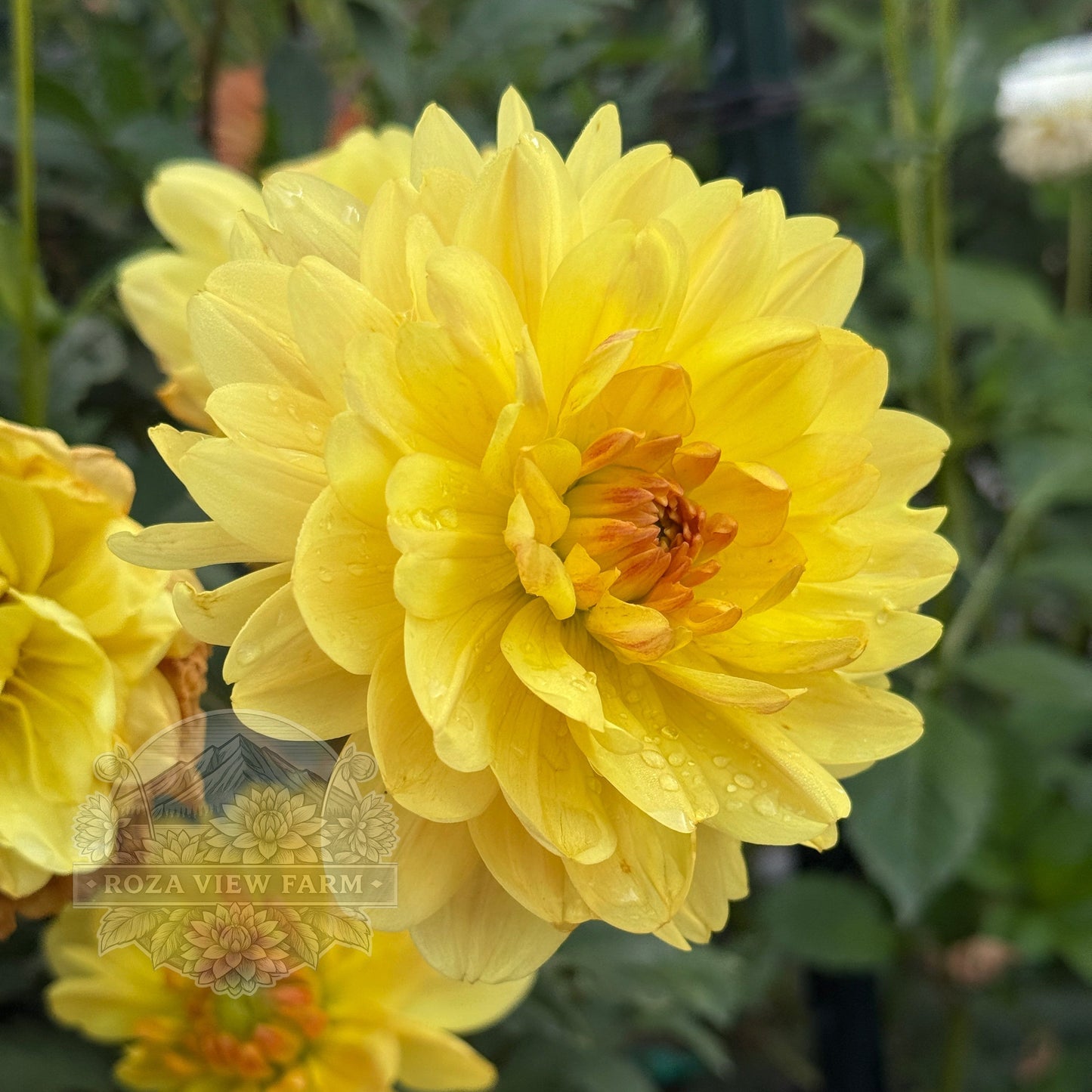 Sandia Gold
