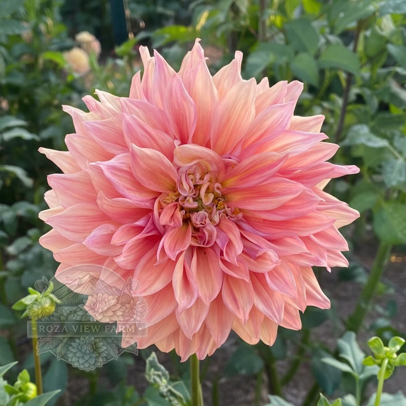 Glorie Van Noordwijk