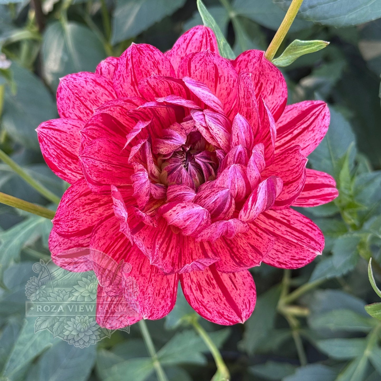 Hollyhill Tiger Rose