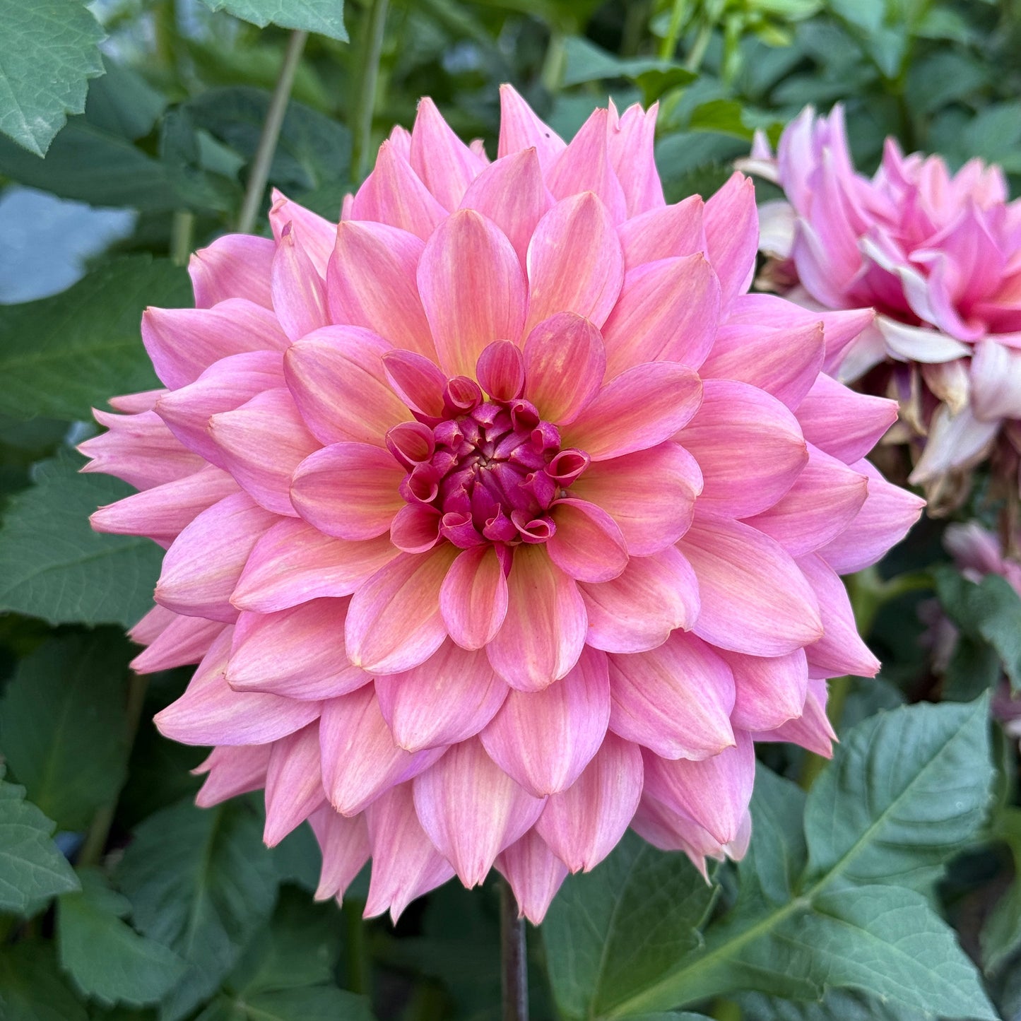 La Belle Epoque
