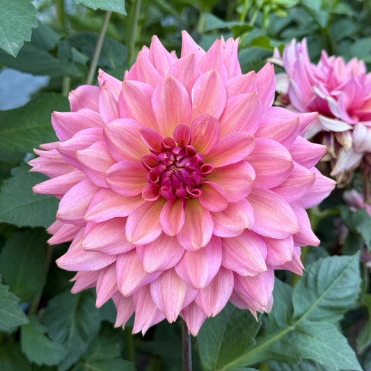 La Belle Epoque