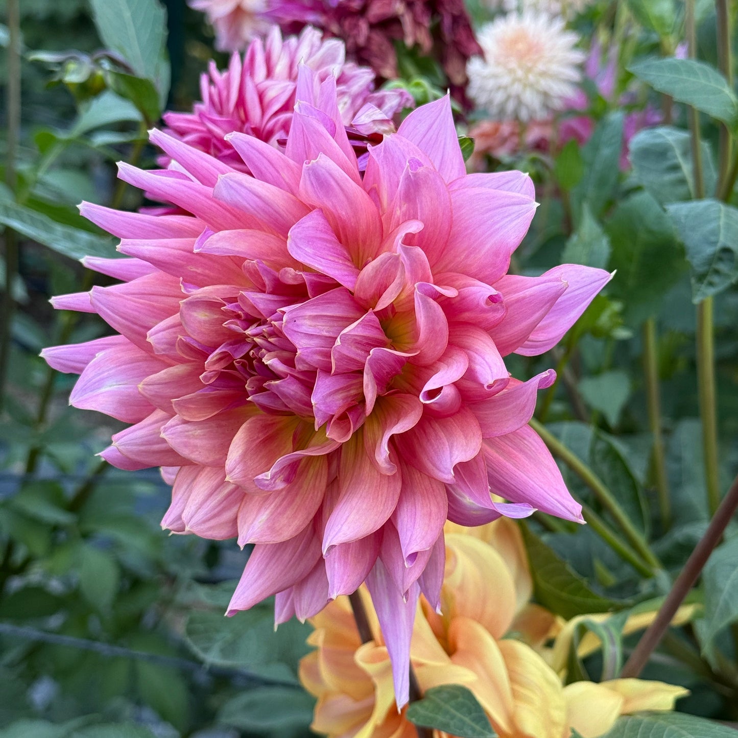 Wyn's Delta Margaret