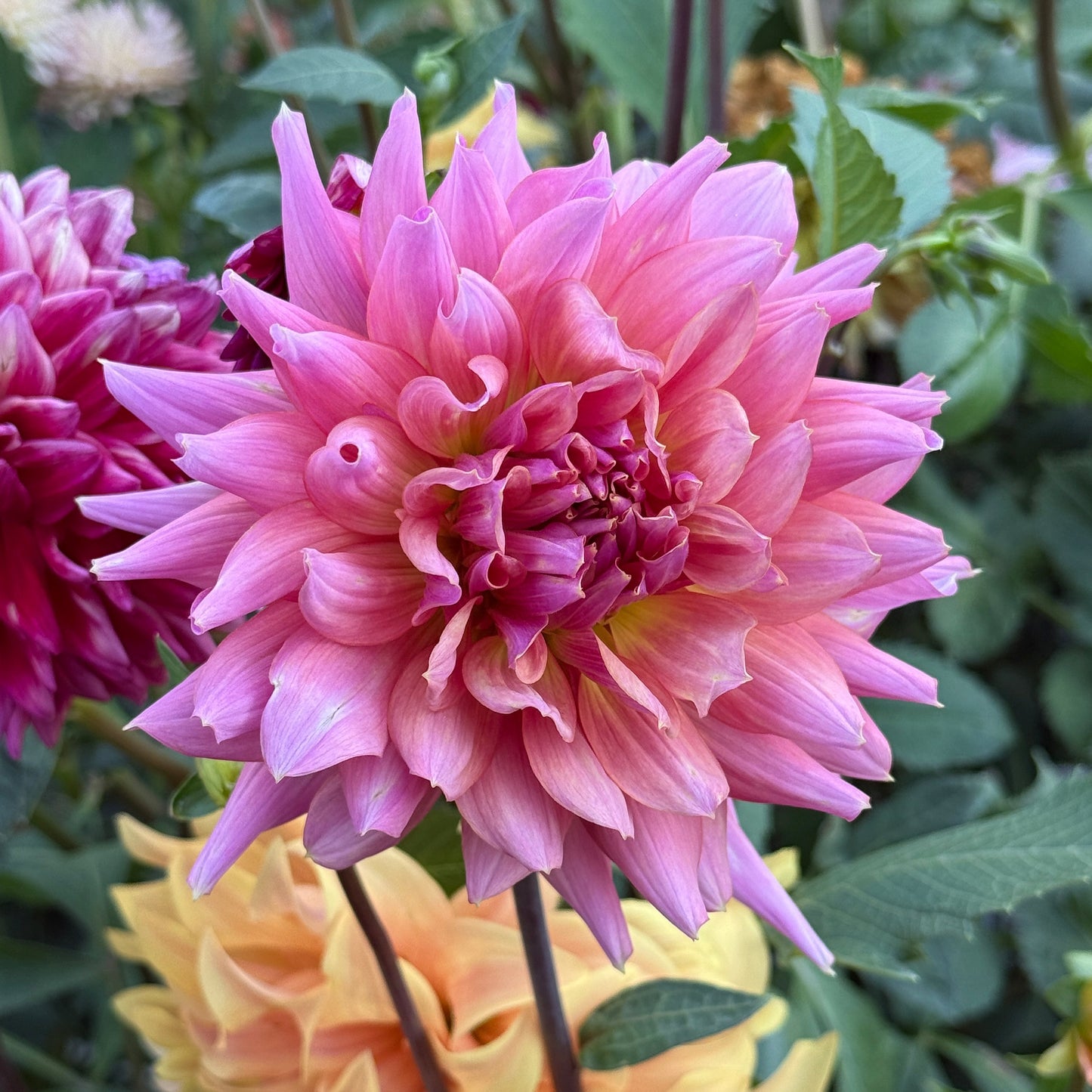 Wyn's Delta Margaret