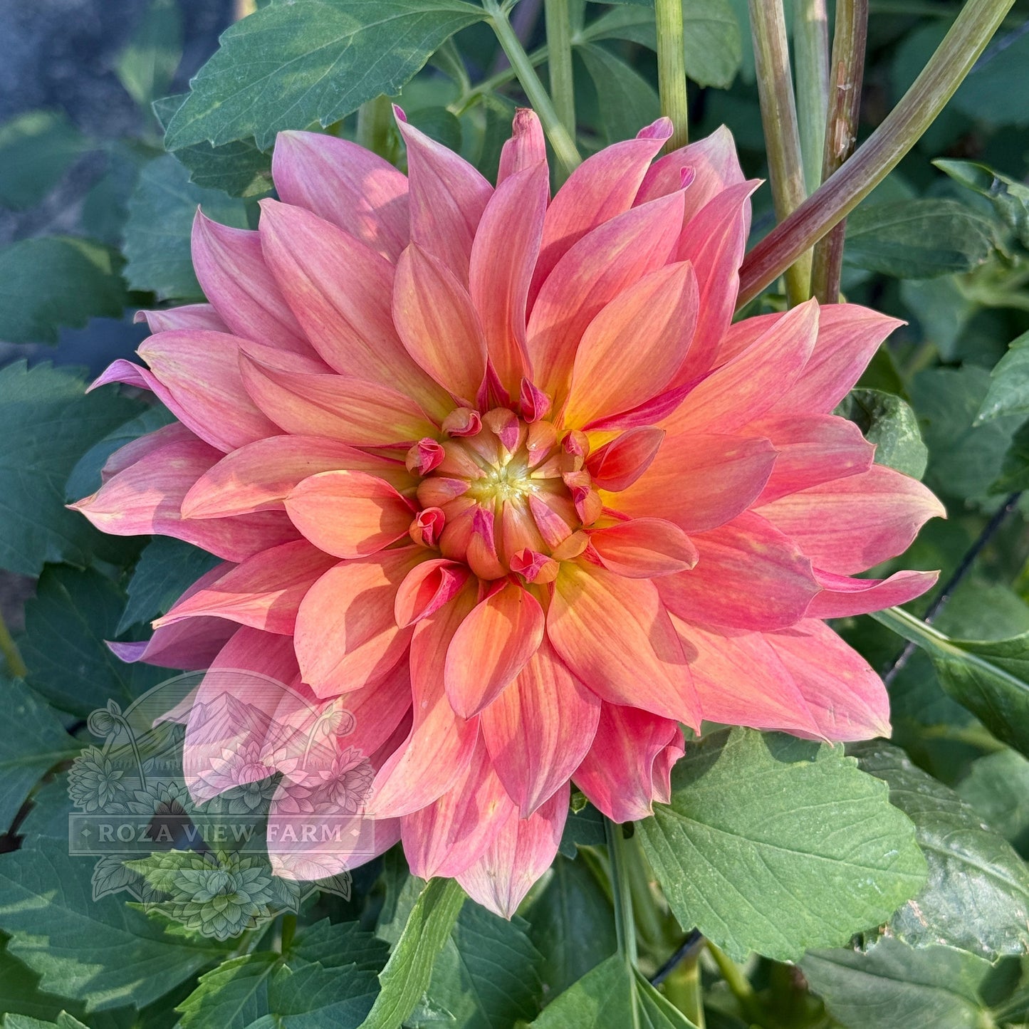 Salish October Wedding