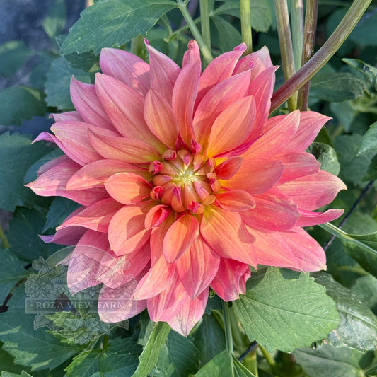 Salish October Wedding