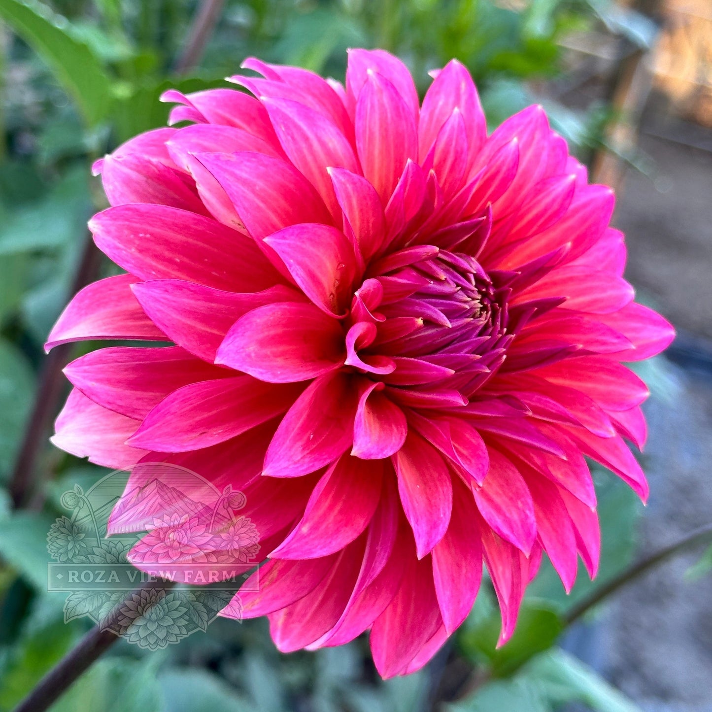 Sandia Ruthie