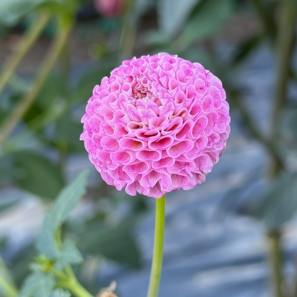 Will's Ringwood Rosie