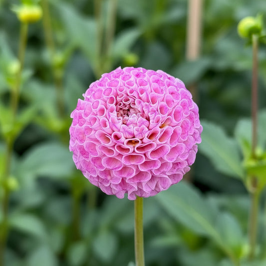 Will's Ringwood Rosie