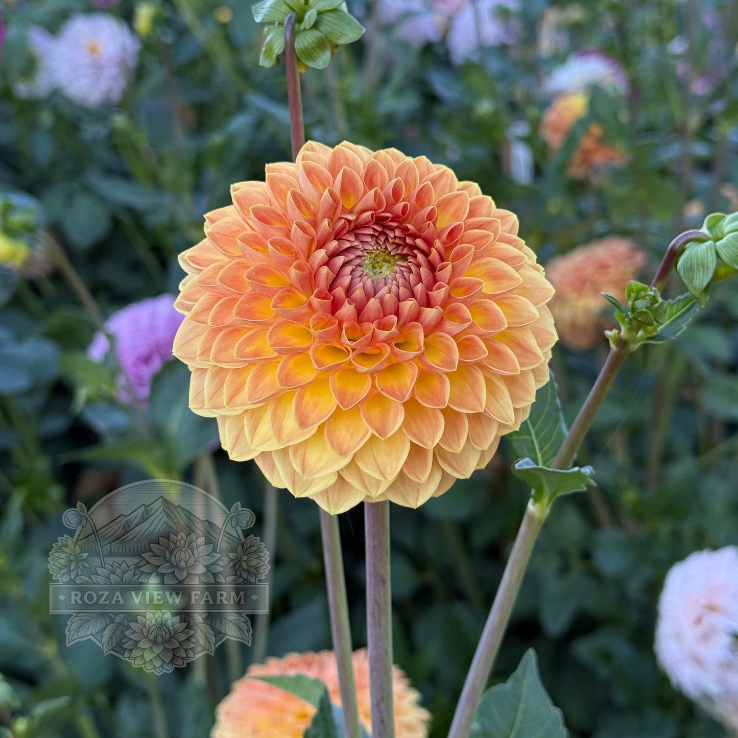 Blyton Softer Gleam