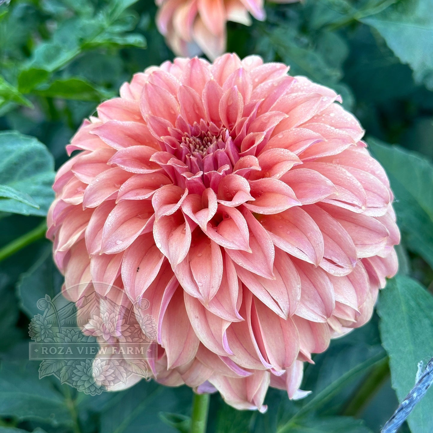 Peaches-N-Cream Sport