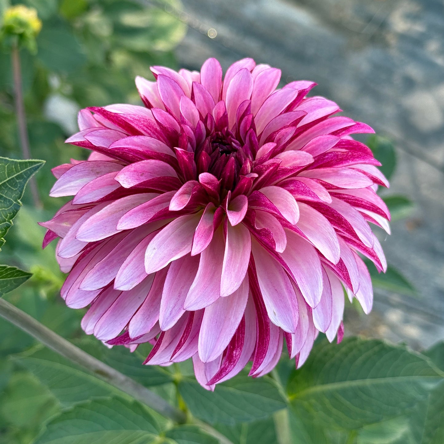 Seedling 2025-27
