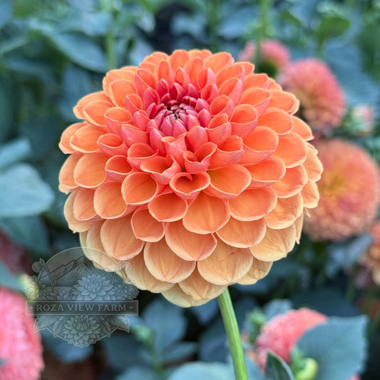 Ruskin Tangerine