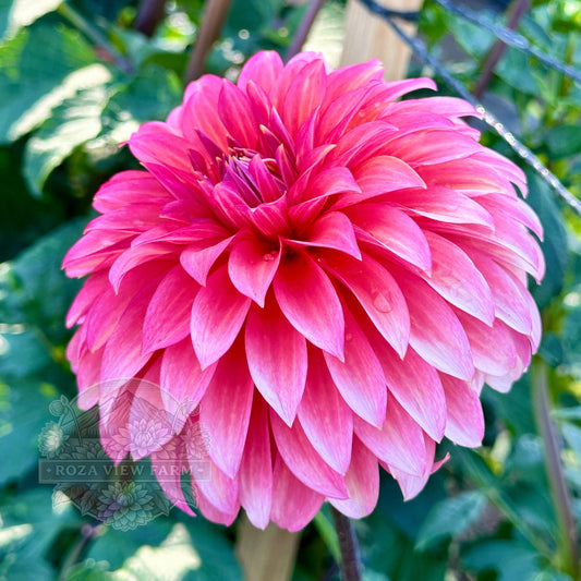 Sandia Ruthie