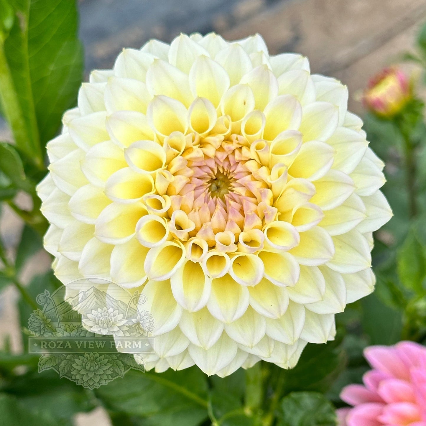Cream Diane