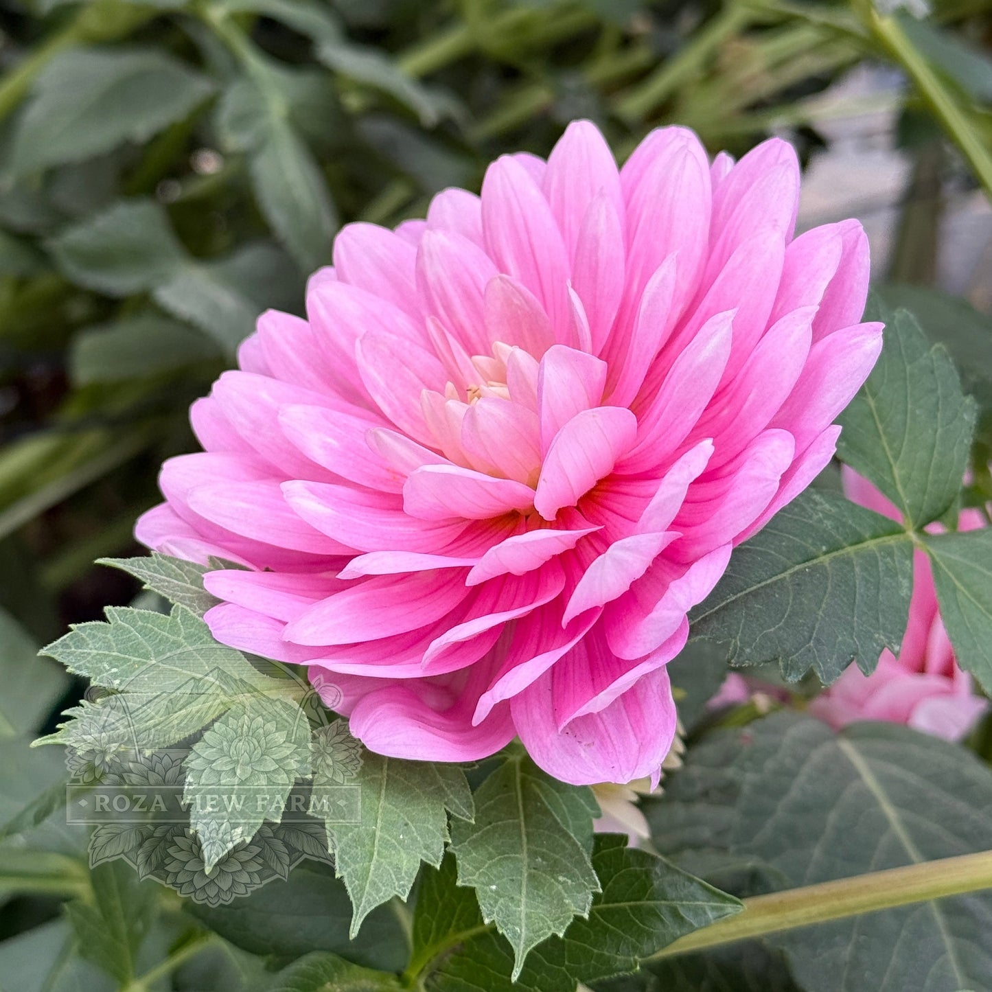 Hollyhill Pink Parfait