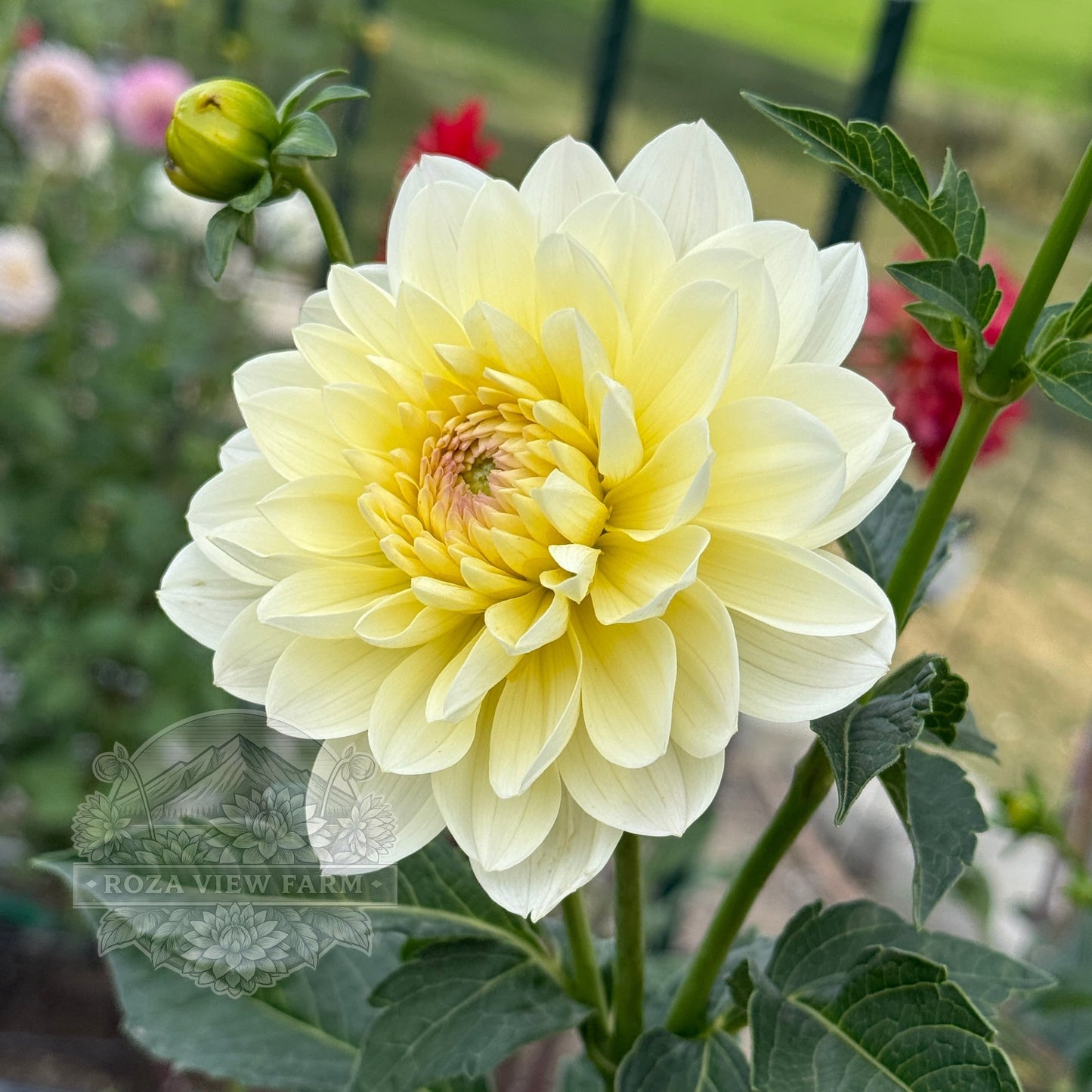 Hollyhill Creamy