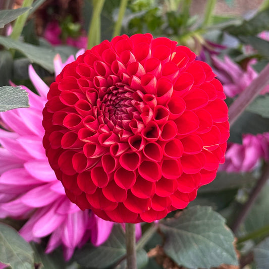 Van Isle Ruby Slippers