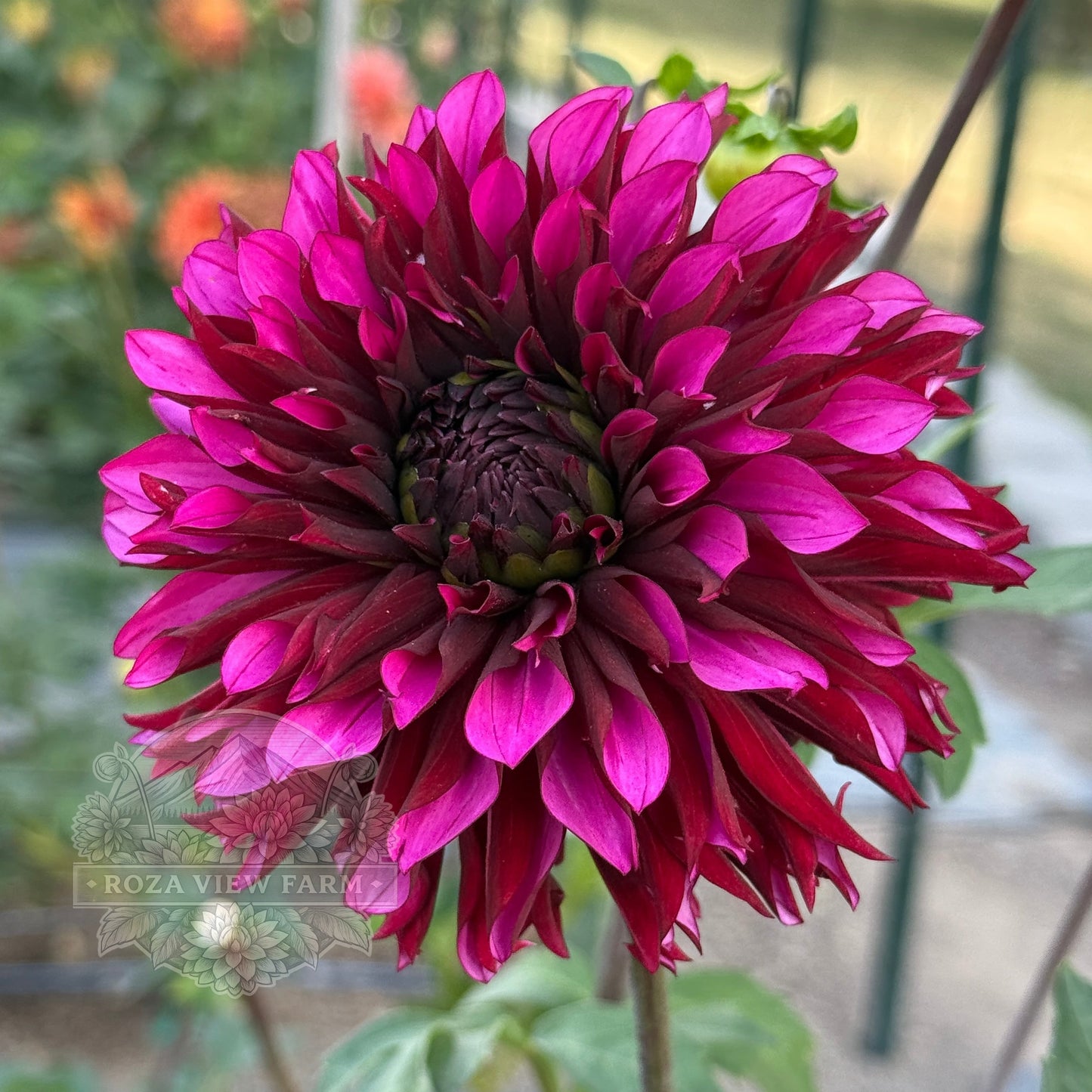RNX Proud