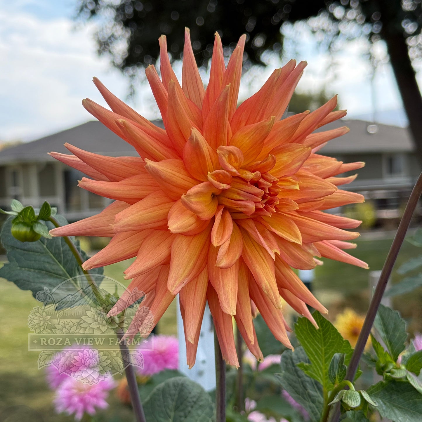 Eagle's Coral Baskin