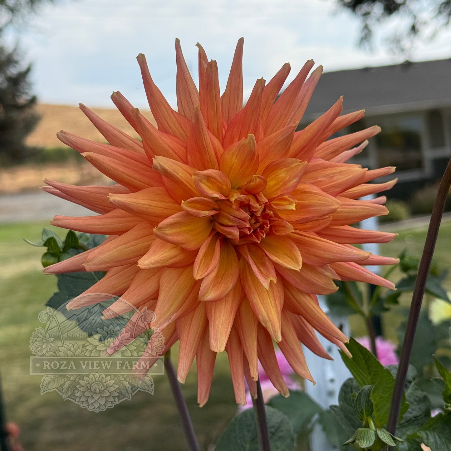 Eagle's Coral Baskin