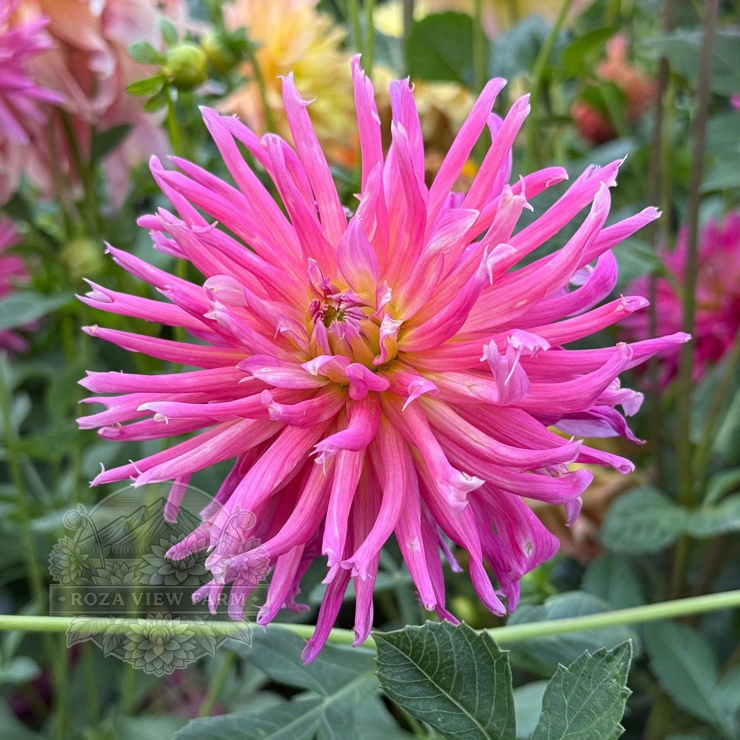 Pink Shirley Alliance