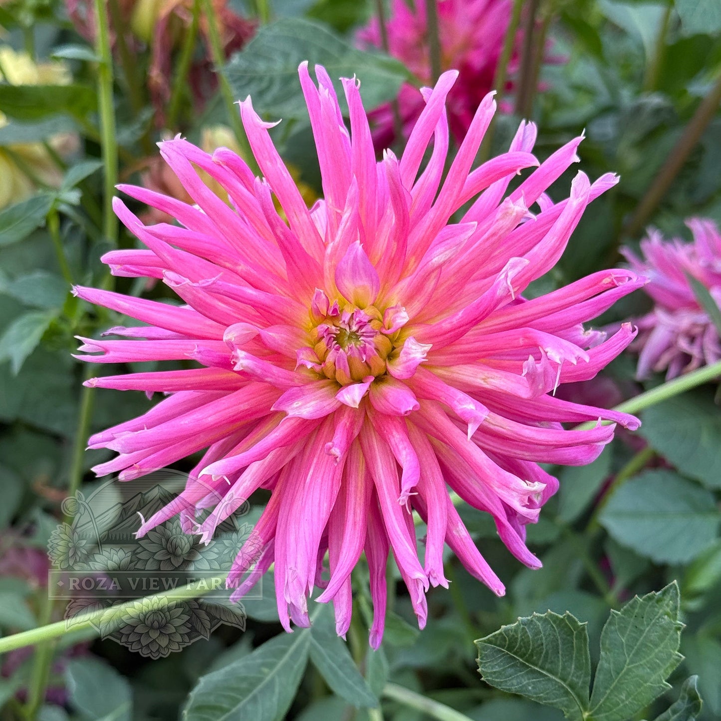 Pink Shirley Alliance